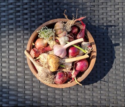 Organically grown onions and garlic