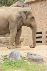 Fototapeta premium asian elephant in a zoo in osaka in japan 