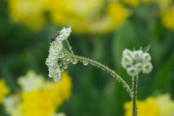 Yarrow (Achillea) © Arzu