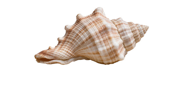 Detailed spiral seashell with brown and white stripes, isolated on transparent background