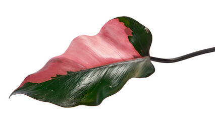 Philodendron Pink Princess (Philodendron erubescens 'Pink Princess') Leaves Isolated on transparent Background with Clipping Path © DEWINs