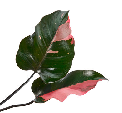 Philodendron Pink Princess (Philodendron erubescens 'Pink Princess') Leaves Isolated on transparent Background with Clipping Path