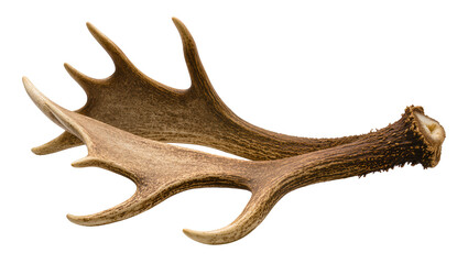 Obraz premium Pair of large brown deer antlers with multiple tines, isolated on transparent background