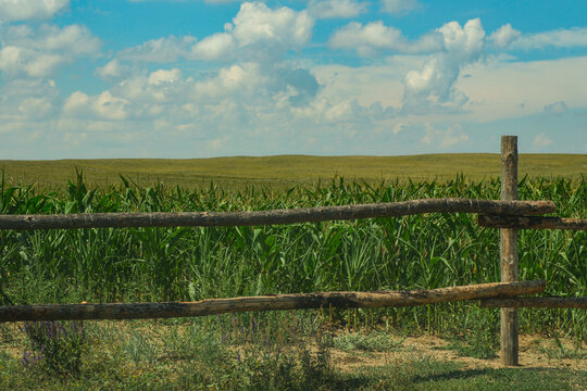 Wooden log fence standing in front of a green agricultural corn field under a blue sky filled with white clouds on a sunny day. East Kazakhstan