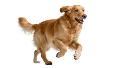 Golden retriever dog running with ears flapping, isolated on transparent background © Maria