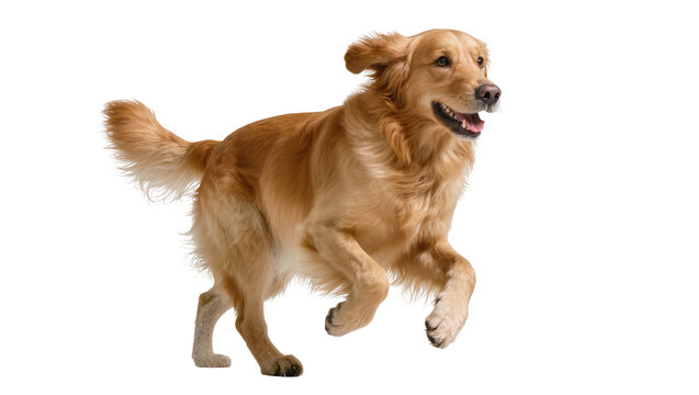 Golden retriever dog running with ears flapping, isolated on transparent background