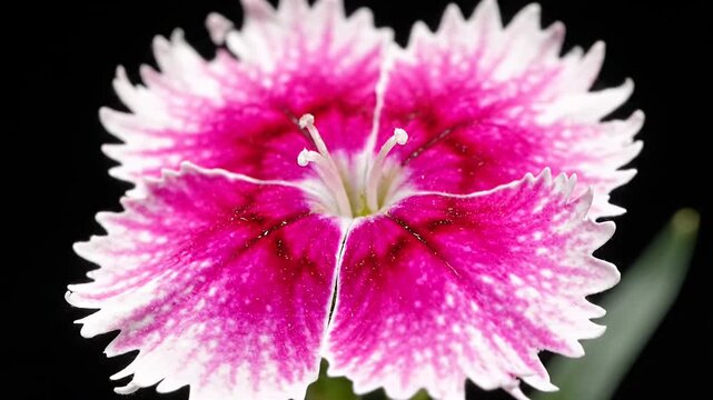 Single pink and white dianthus flower on black background.