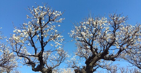Obraz premium 早春の青空に咲く白梅の花