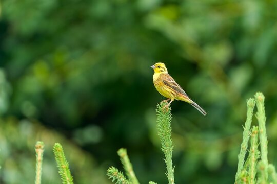 A male Yellowhammer sits on a spruce branch. Emberiza citrinella. Song bird in the nature habitat.