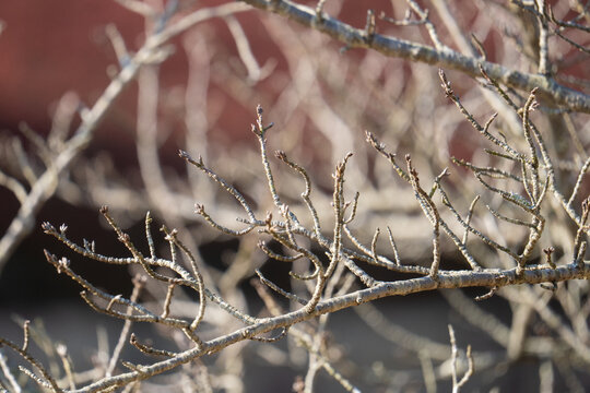 Close Up of Bare Winter Branches with New Buds