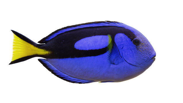 Vibrant blue tang fish with yellow tail, isolated on transparent background