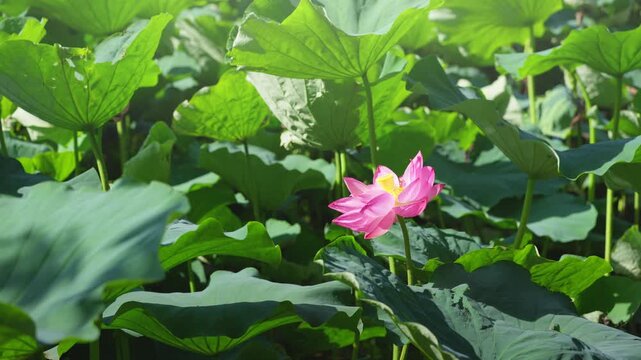 池に咲く蓮の花　夏イメージ