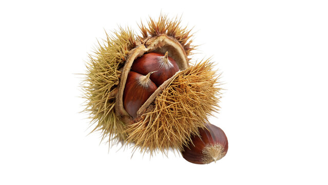Single open textured chestnut pod husk with ripe brown nuts isolated on transparent background