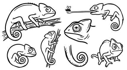 Fototapeta premium Black and white chameleon vector illustration set