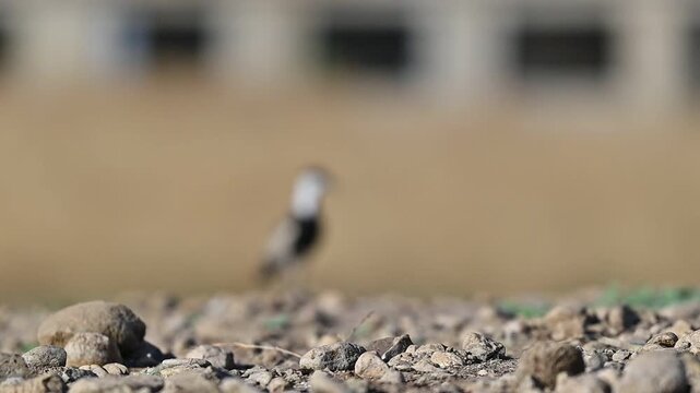A Spur-winged Lapwing (Vanellus spinosus) resting peacefully in the natural wetland habitat of the Tigris Valley. A high-quality wildlife video highlighting bird behavior and environmental conservatio