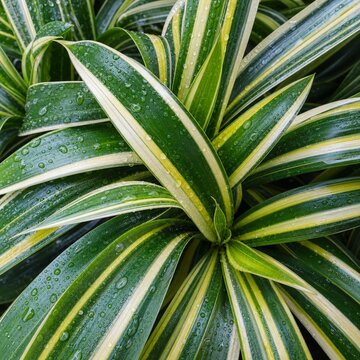 Close-up of variegated Dracaena leaves with dew drops, tropical striped foliage background