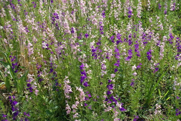 Obraz premium Pink and purple flowers of Siberian larkspur in June