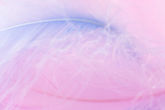 Light pink feathers close up with fine details, delicate background