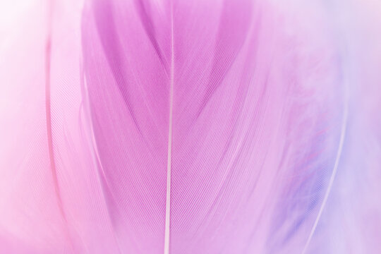 soft pastel palette of delicate pink feathers interspersed with blue tones as an ethereal backdrop