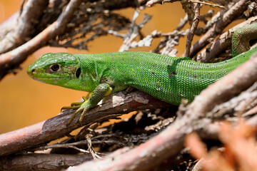 Fototapeta premium Closeup western green lizard (Lacerta bilineata) among twigs