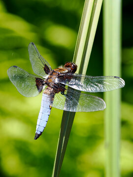 Macro male Broad-bodied chaser (Libellula depressa ) on a stem