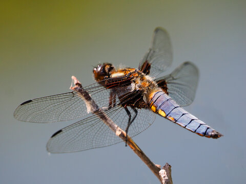  Macro male Broad-bodied chaser (Libellula depressa ) on a twig