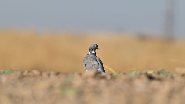 A close-up view of a Wood Pigeon (Columba palumbus) perched in its natural habitat in the Tigris Valley. A high-quality wildlife video showcasing the local bird fauna of Europe and the Middle East.
