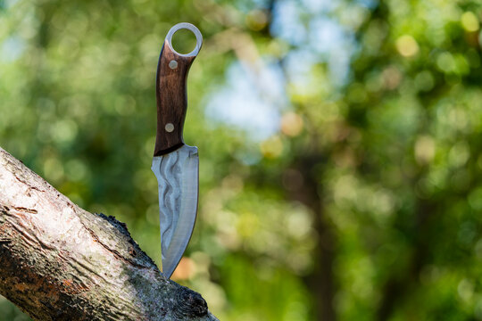 Custom crafted damascus steel knife with wooden handle stuck vertically into tree branch against blurred green nature background, closeup. Ideal for outdoor adventure and survival concepts