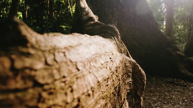 Dramatic close-up shot of enormous, textured tree roots winding through lush Mayan rainforest in Peten, Guatemala. Warm sunlight filters through dense jungle, highlighting natural UNESCO beauty.