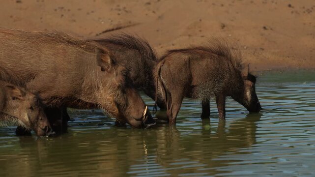A female warthog and her three piglets standing in the waterhole for a drink, Mkhuze Game Reserve, South Africa.