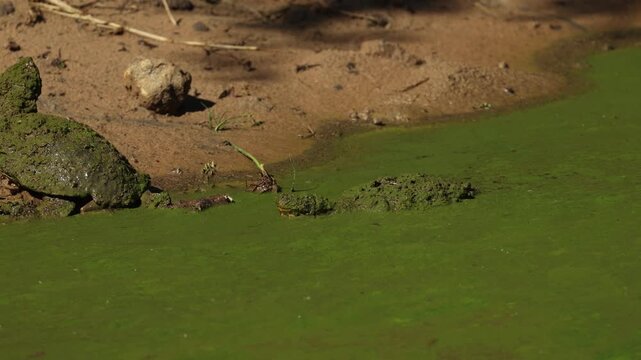 A freshwater terrapin swims through the water covered in a green algae towards the sandy egde of the waterhole. Filmed in Mkhuze Game Reserve, South Africa.