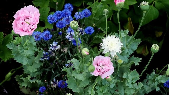 Wildflower Border with blue cornflowers and pink poppies and white sweet sultan