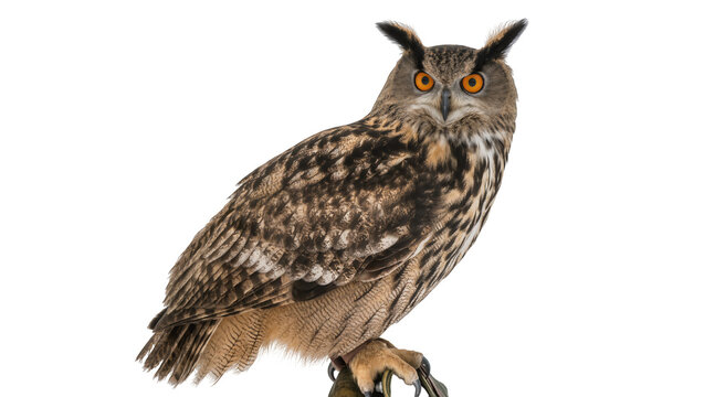 Eurasian eagle owl perched on a handler s glove, isolated on transparent background