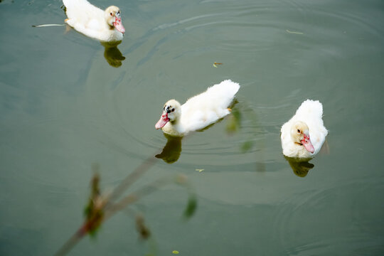 Three white ducks swimming peacefully on calm water surface