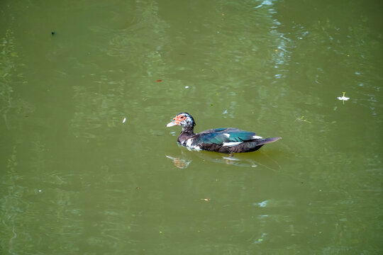 A solitary Muscovy duck glides gracefully across a calm, green pond surface