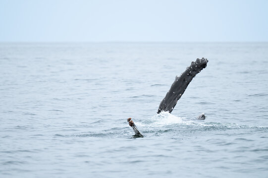 Whale fin projecting from the water in Walvis Bay, Namibia, Africa