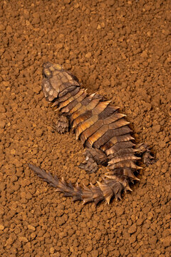 The armadillo girdled lizard (Ouroborus cataphractus) is a heavily armored, desert-dwelling reptile endemic to the rocky, arid coastlines of South Africa