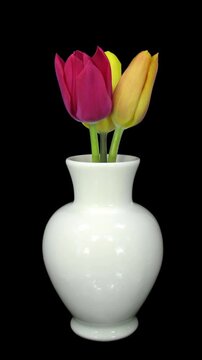 Timelapse of colorful tulips blooming in a white vase with alpha channel. Transparent background footage for compositing, motion graphics and creative projects. Vertical video.