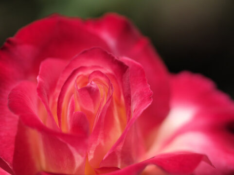 5月に美しく咲いた赤いバラの花「ダブルデライト」