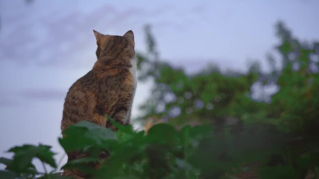 cat playing in fild