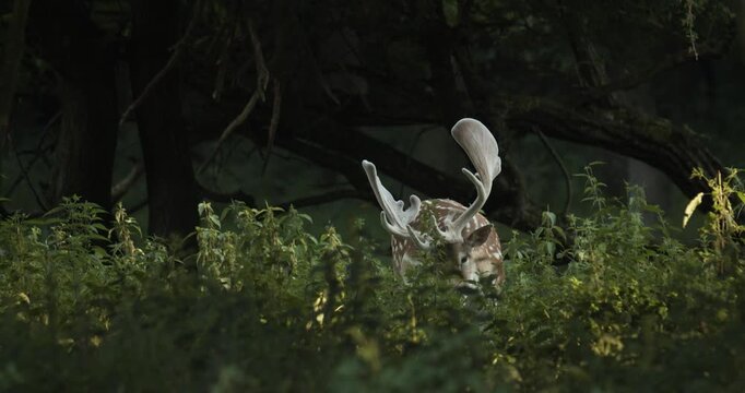 Summer Fallow deer in natural habitat- Hungary