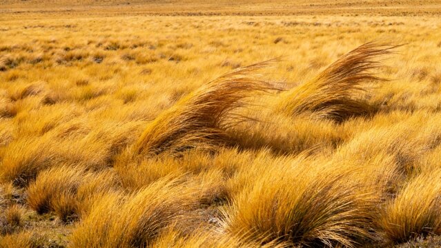 Golden grass tussocks swaying in the wind across a dry, open landscape