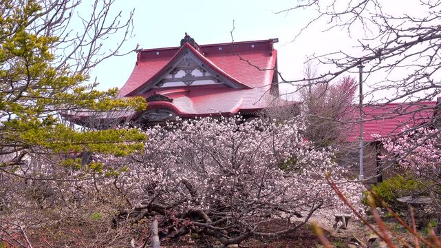 清隆寺のチシマザクラ