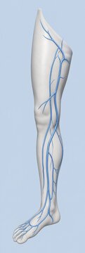 Human leg venous system showing major veins of thigh lower leg ankle and foot
