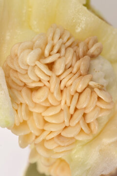 A macro shot focusing on a cluster of white seeds on a pale green bell pepper core.