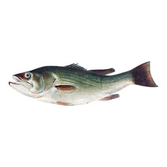 Naklejka premium Striped bass fish on a black background detailed photography