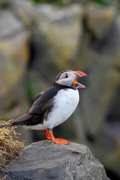 Atlantic puffin standing on a rock with its beak open или Funny common puffin squawking on a rocky cliffside, close-up.