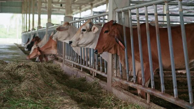 Close up of cows feeding on fresh grass in livestock shed agriculture concept.