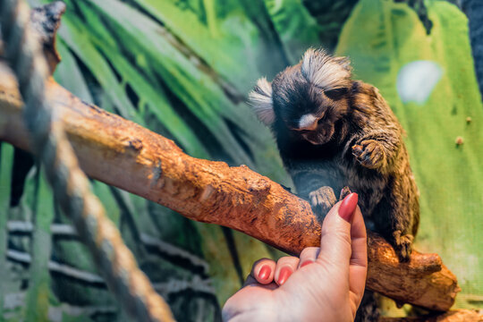 Concept of monkey feed White eared marmoset interacting with human hand in captivity highlighting animal care and feeding