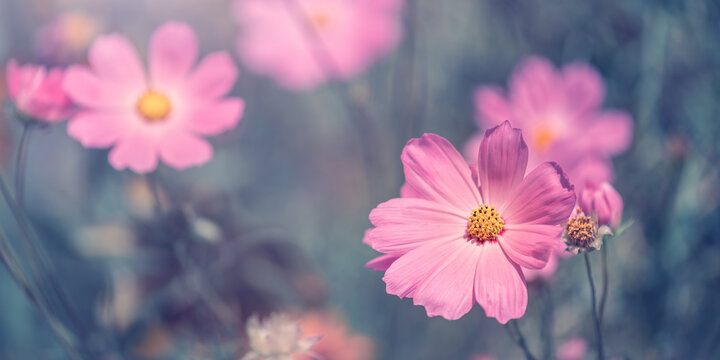 Beautiful pink cosmos flowers on blue background outdoors, stylish floral banner, selective focus